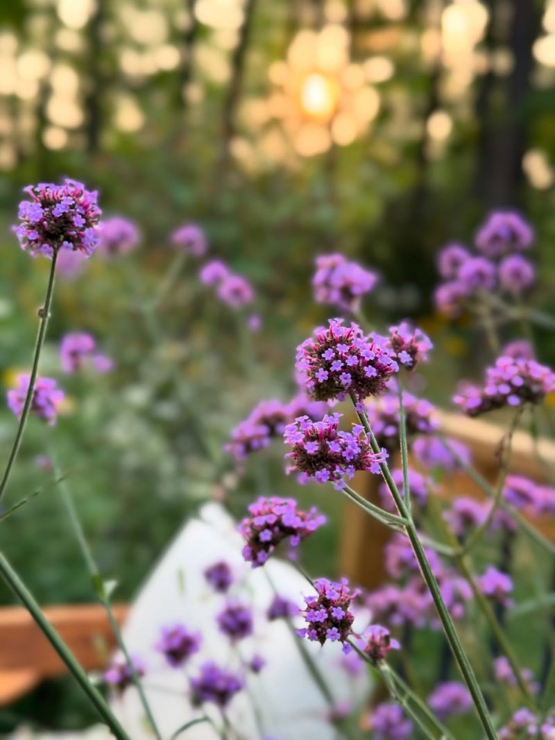 Verbena Bonariensis