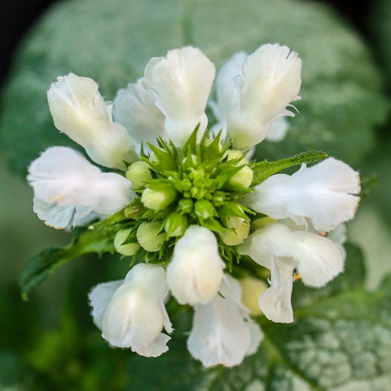 Lamium (Dead Nettle)