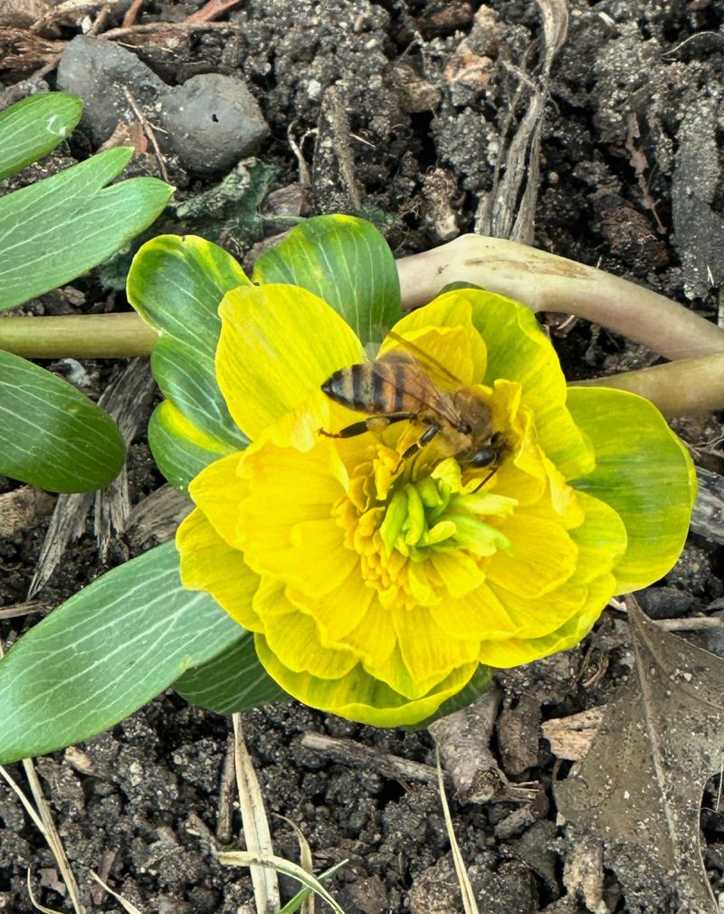 Winter Aconite