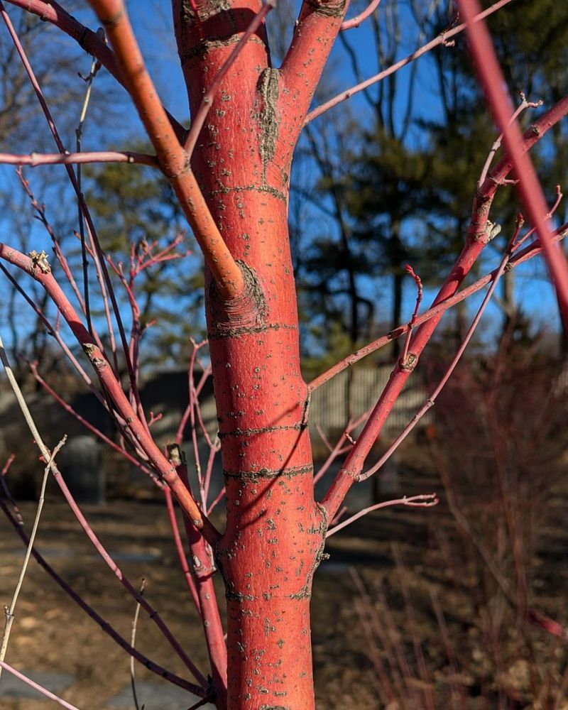 Japanese Maple