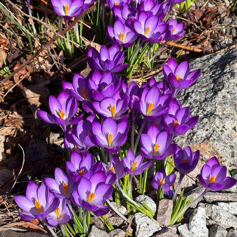 Crocus: First Sign Of Hope