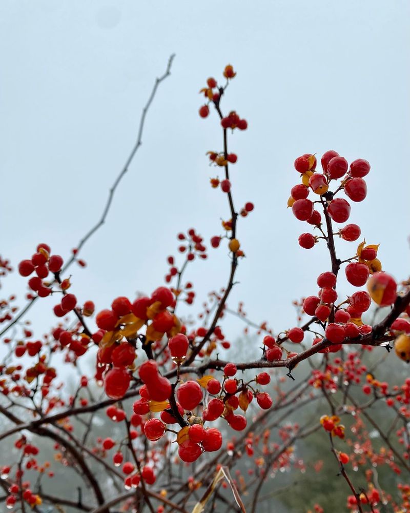 Bittersweet Vine