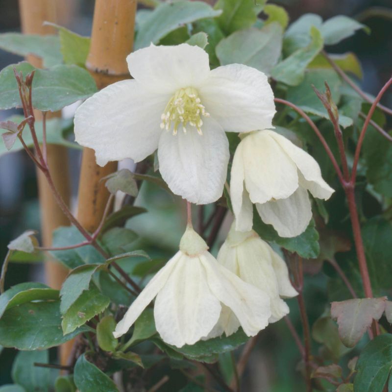 Winter-Blooming Clematis