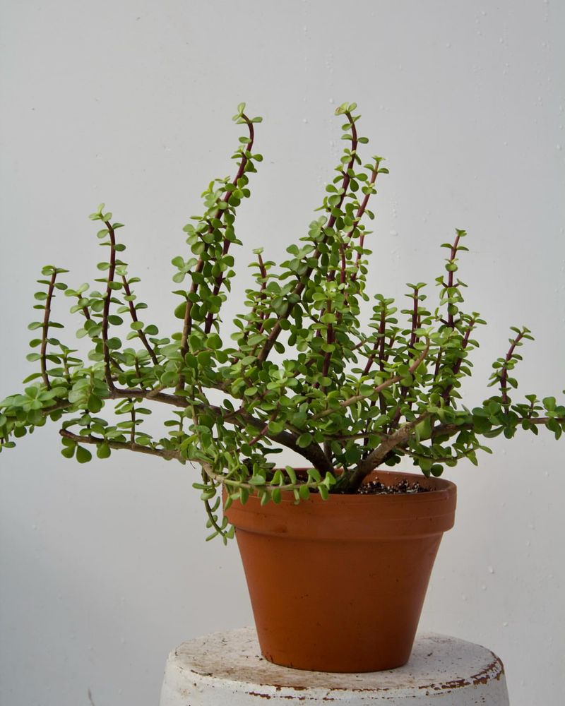 Elephant Bush: The Miniature Jade Lookalike