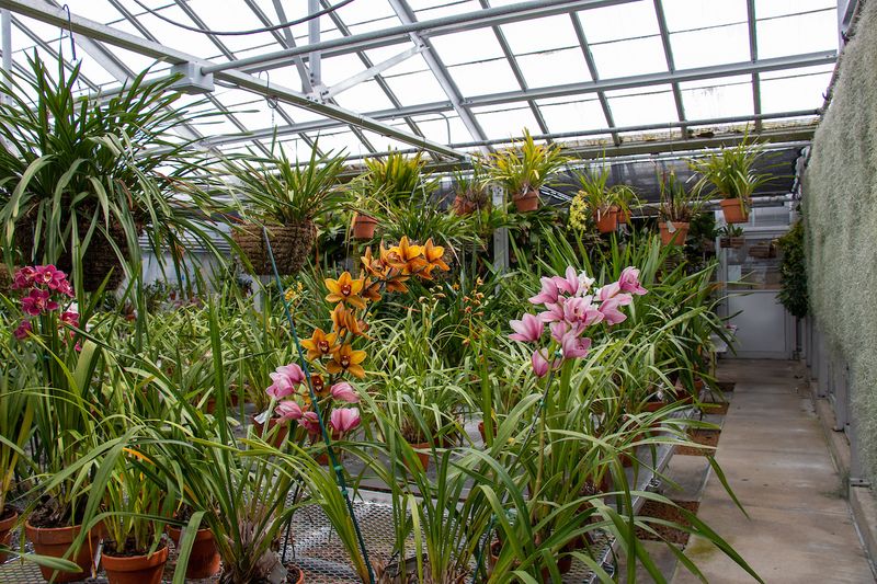 Restored Greenhouses For Propagation