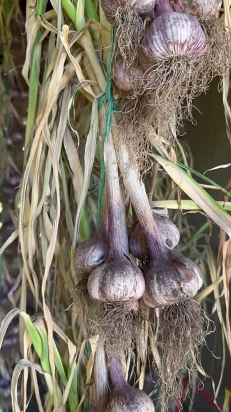 Garlic Storage