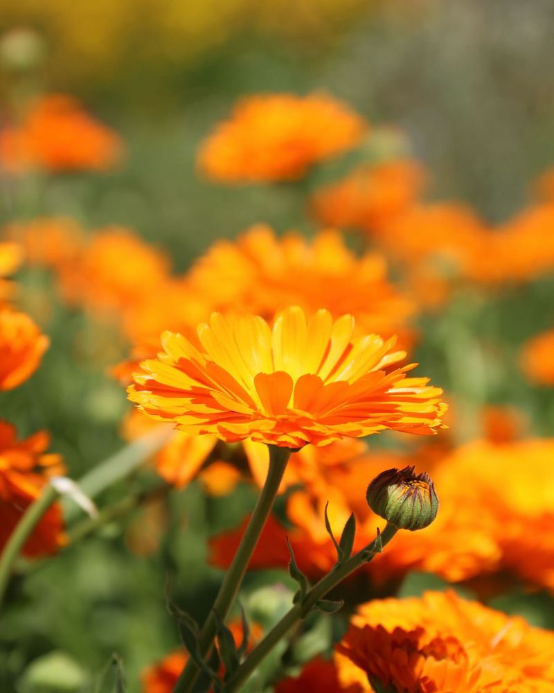 Calendula's Golden Touch