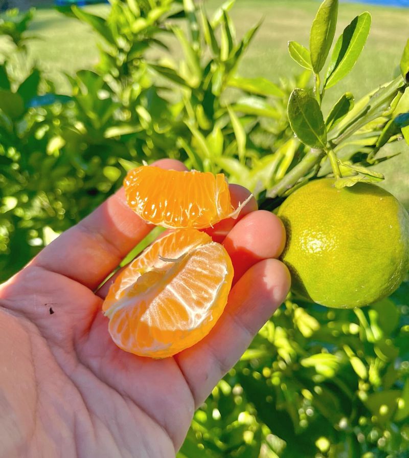 Citrus Showcases