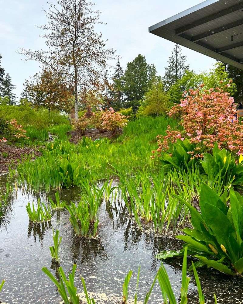 Rain Garden