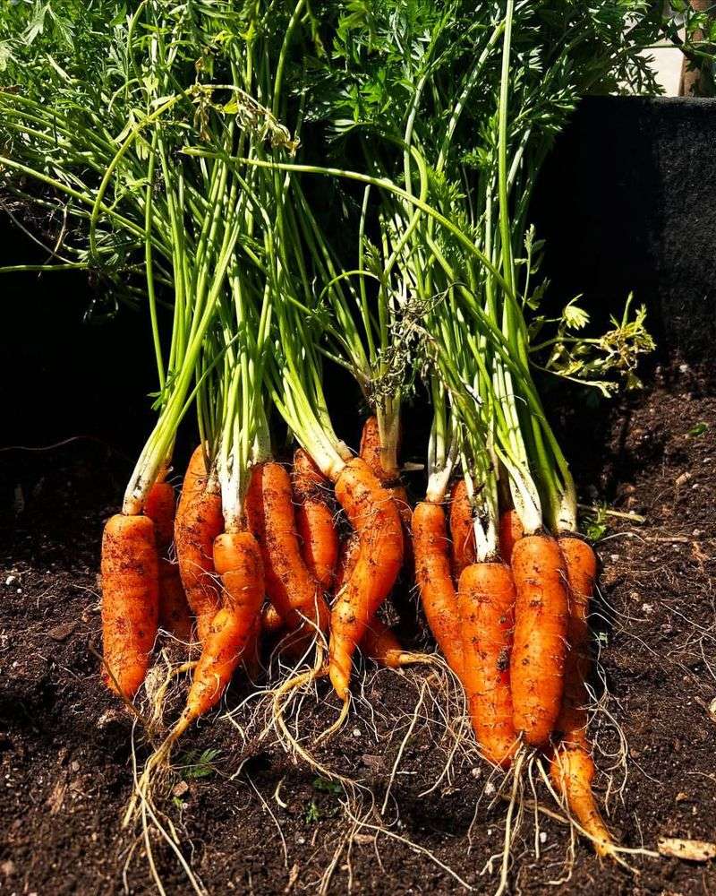 Carrots