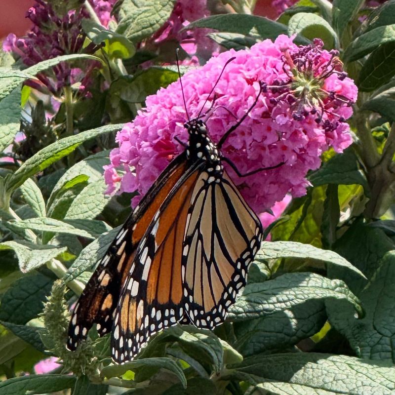 Pollinators Need Dedicated Habitats