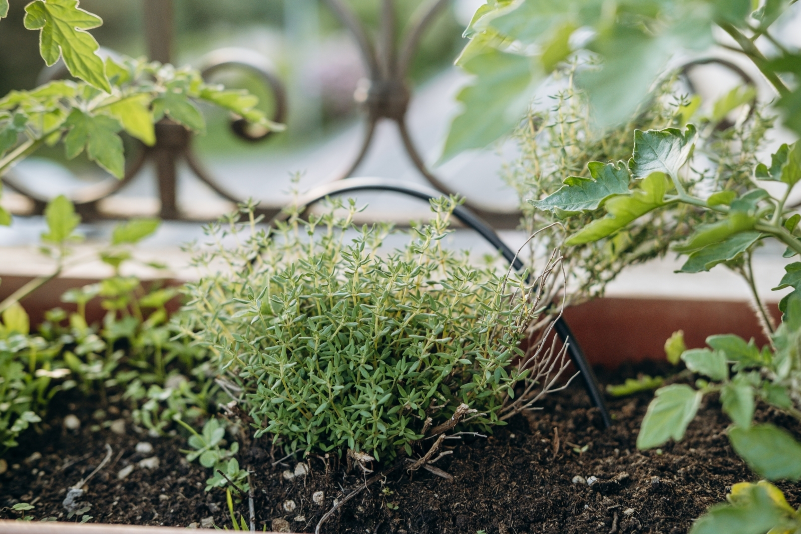 Herbs That Love Neglect In Nevada