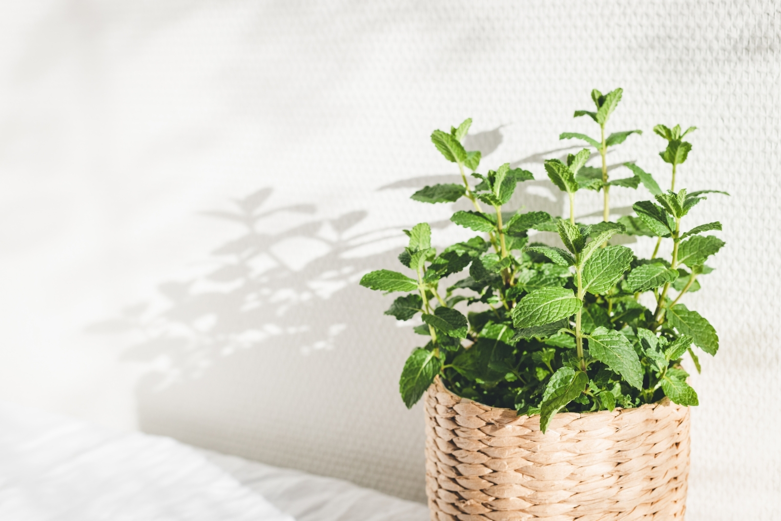 Mint (featured image)