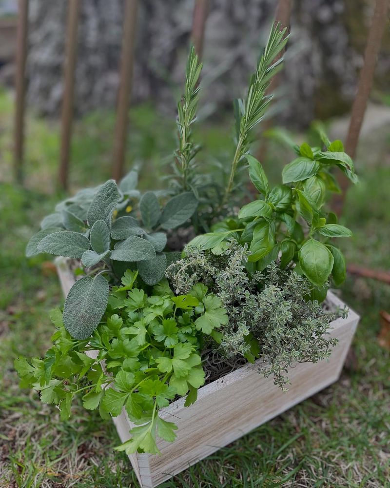 Seasonal Celebration Containers