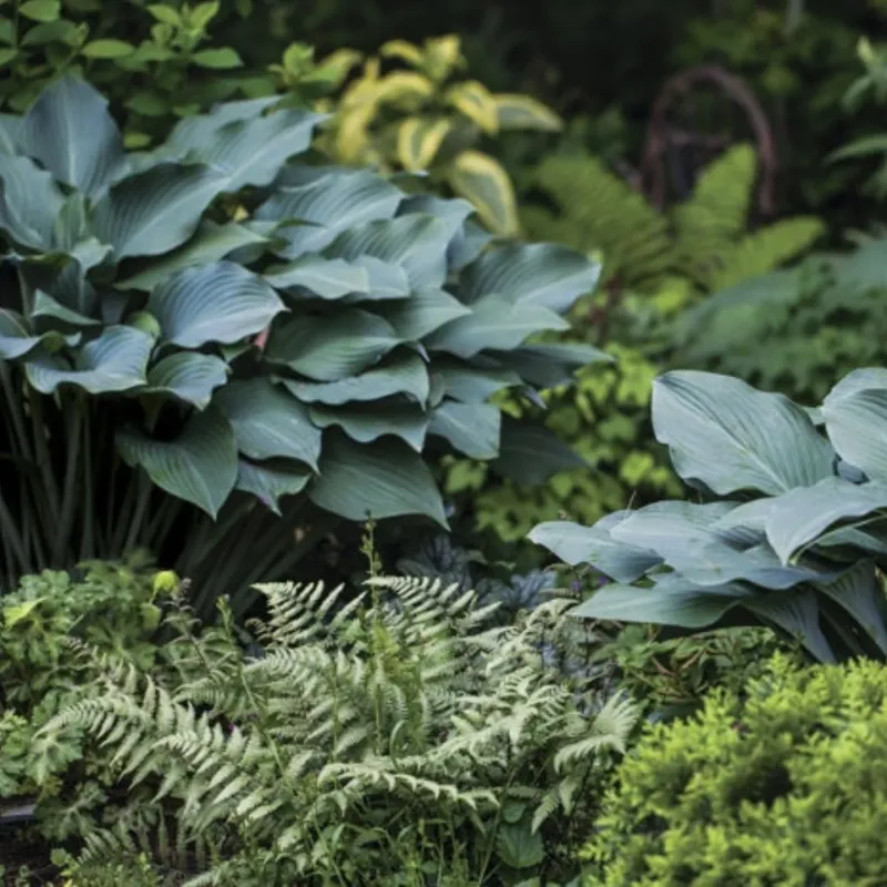 Ferns