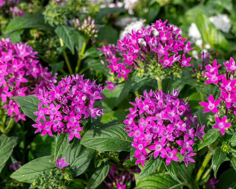 Pentas