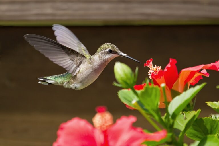 hummingbird feeding on a red hibiscus bloom