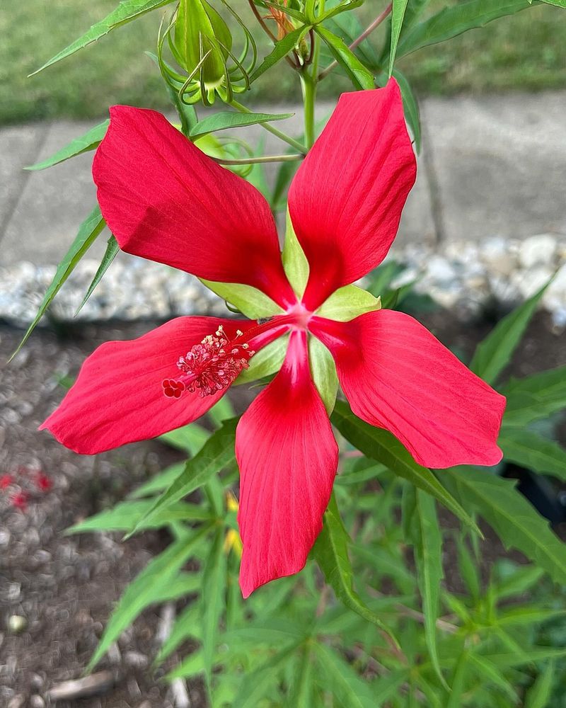 Scarlet Rose Mallow (Hibiscus coccineus)