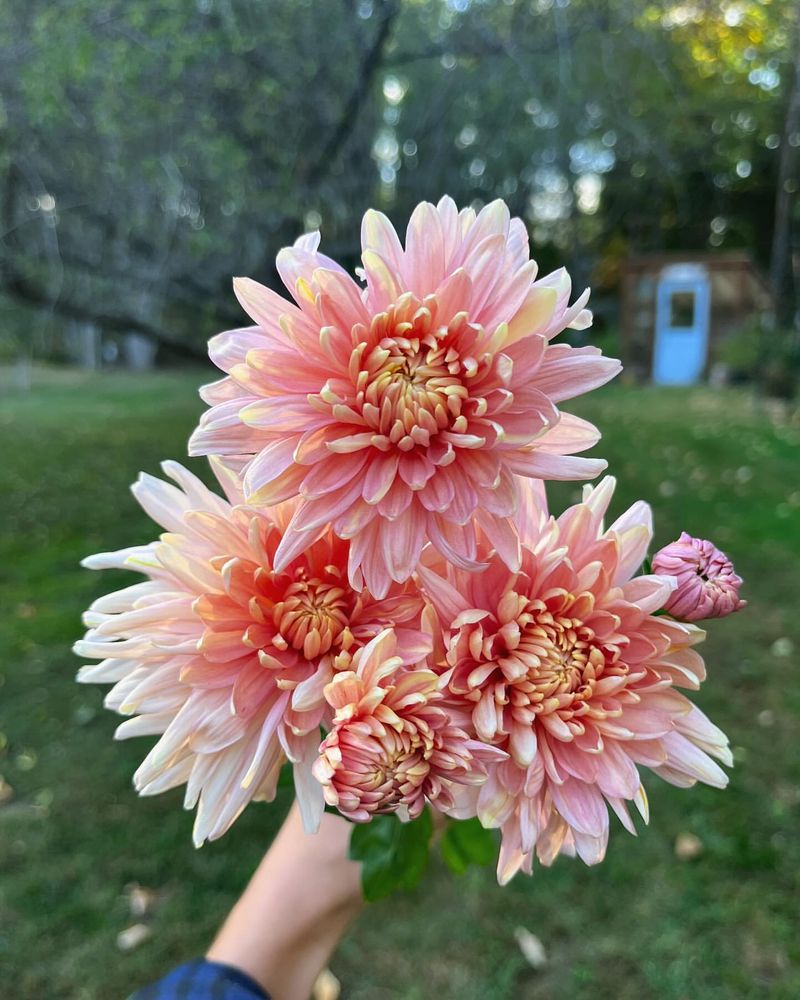 Chrysanthemums: Ancient Chinese Scroll Paintings