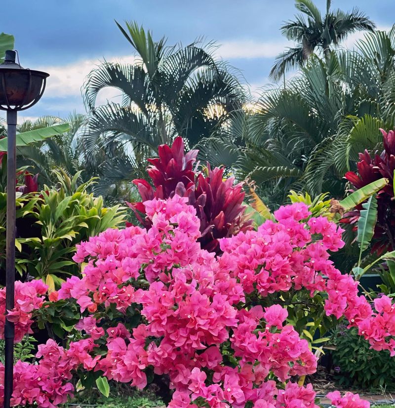 Bougainvillea
