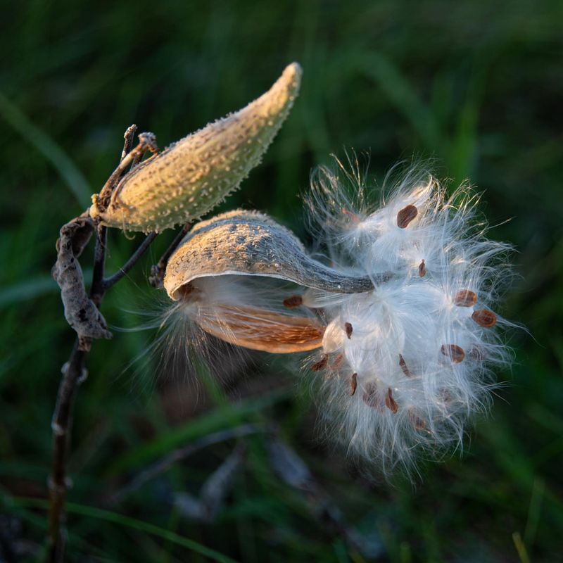 Milkweed Pod Fairy Lights