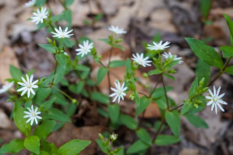 Chickweed: First Sign Of Spring