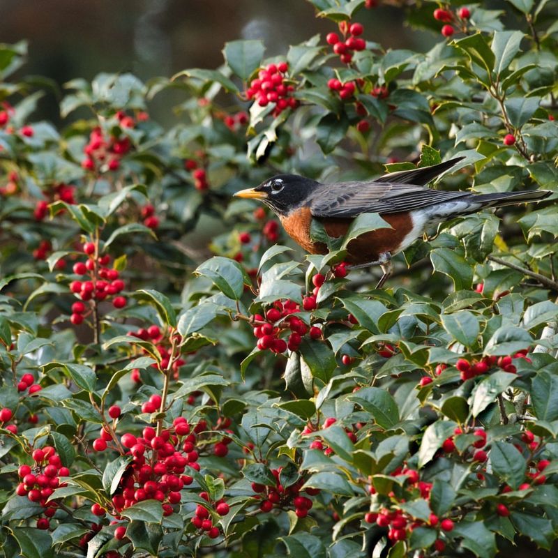 American Holly as a Winter Food Reserve