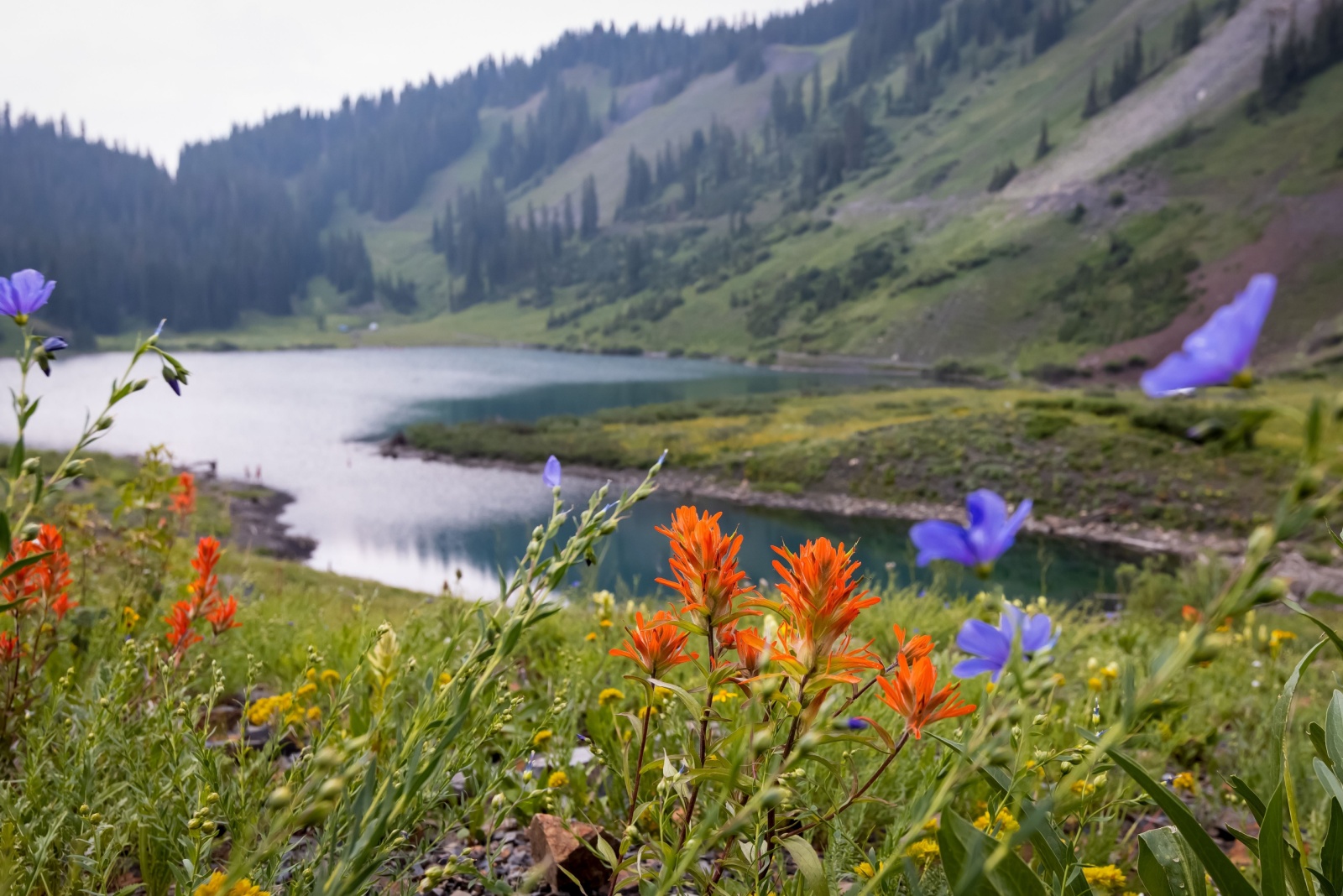 colorado mountain village alpine flowers