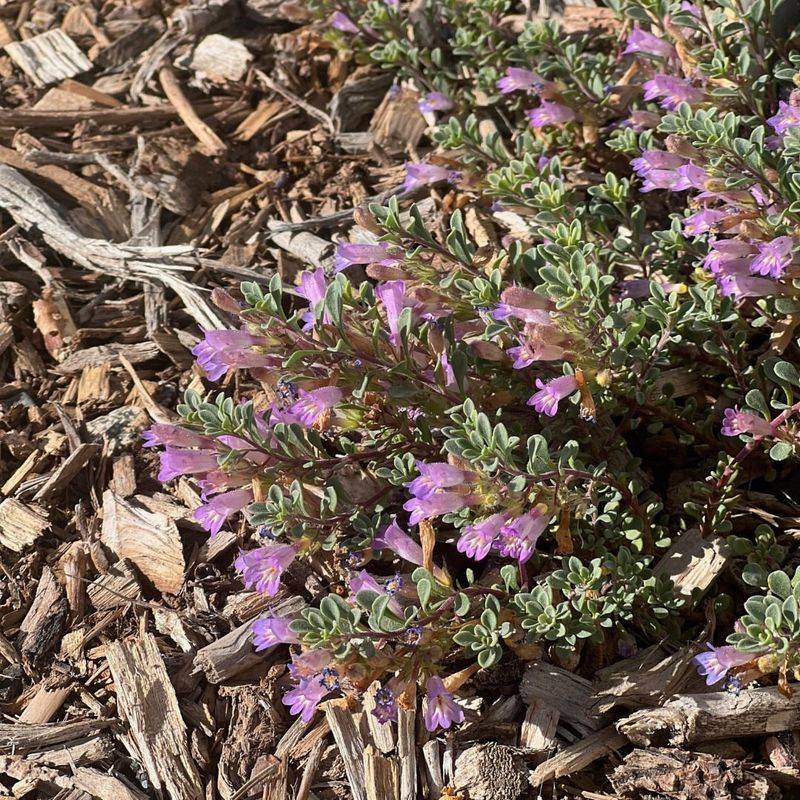 Specialized Plant Selection For Altitude