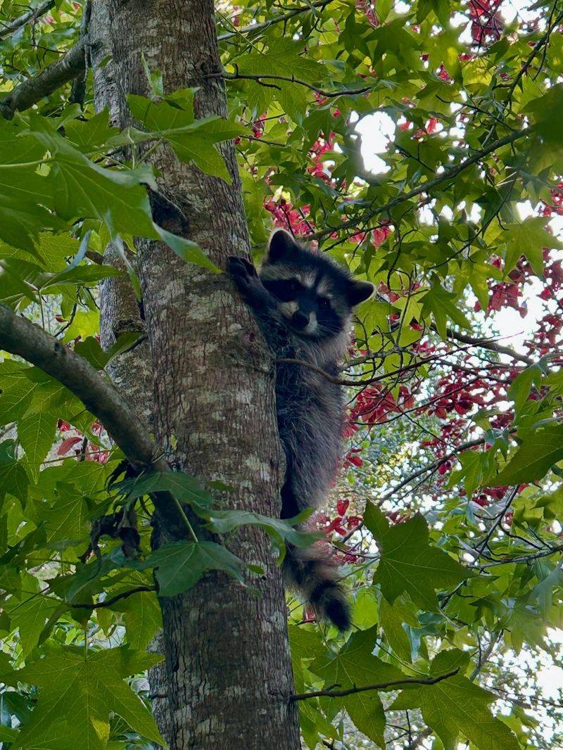 Wildlife Challenges
