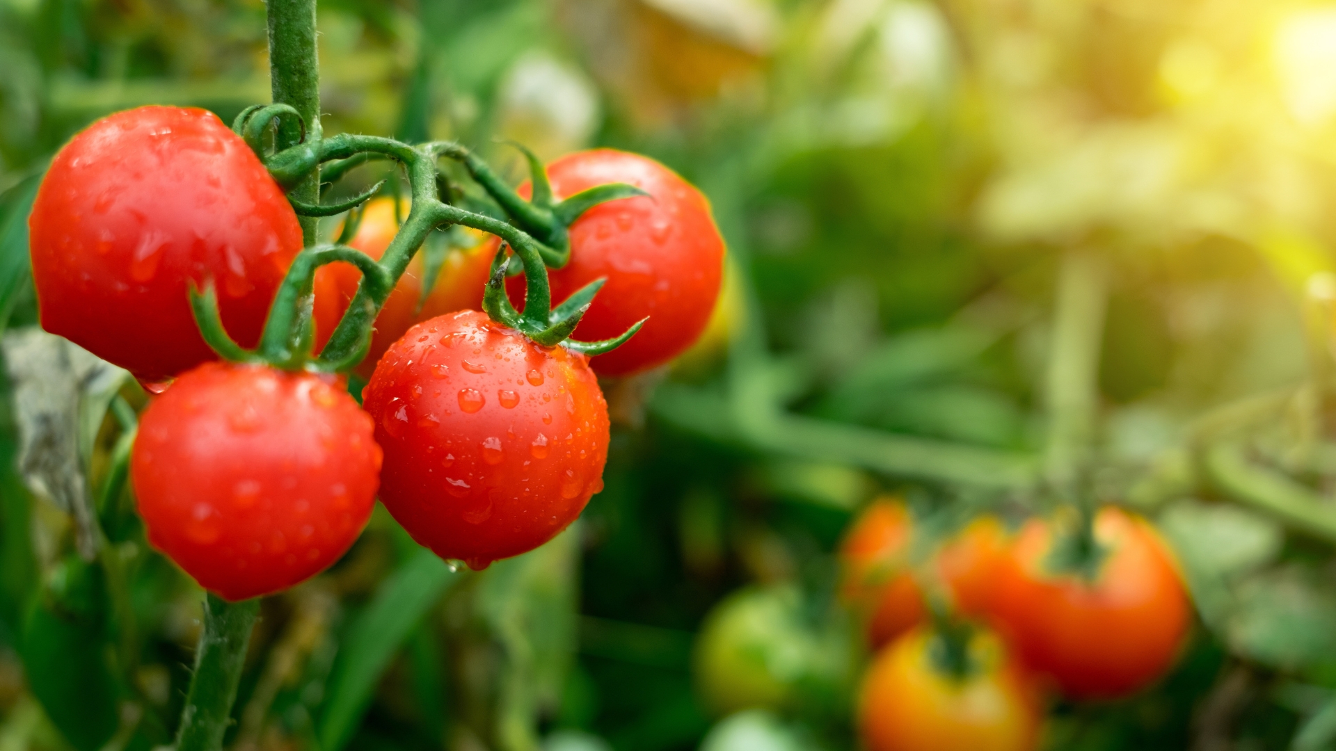 High-Yield Crops For Small Yards In Illinois