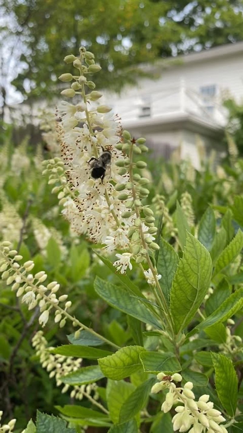 Sweet Pepperbush