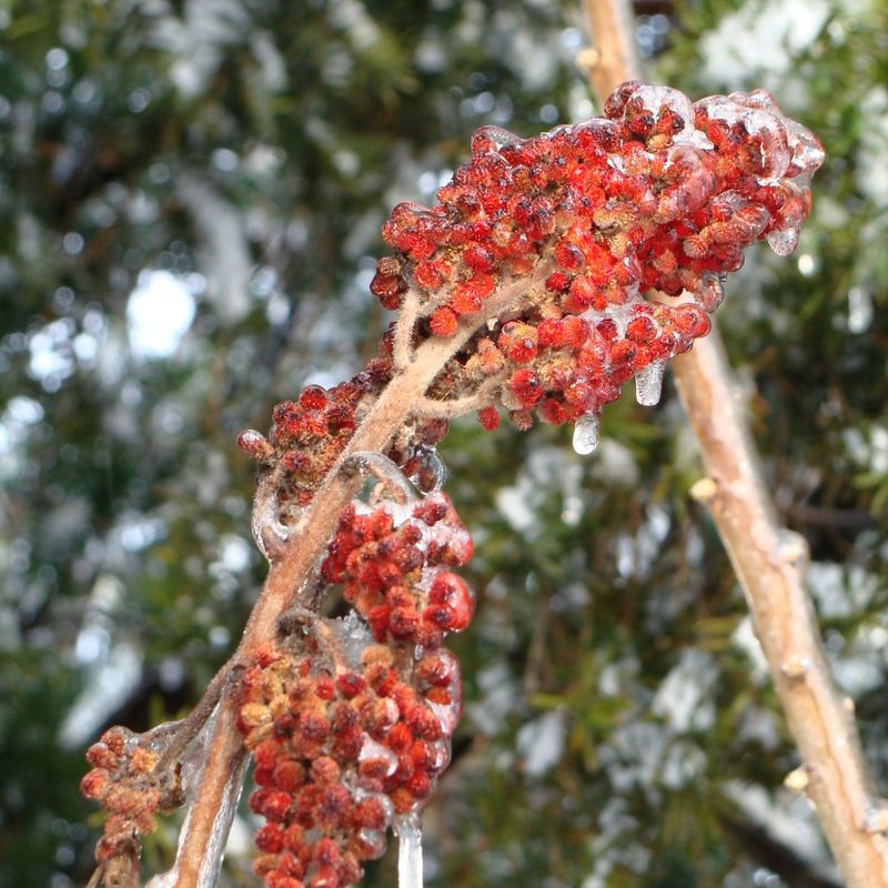 Staghorn Sumac Clusters