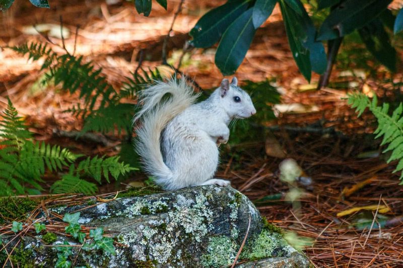 Brevard's White Squirrel Festival