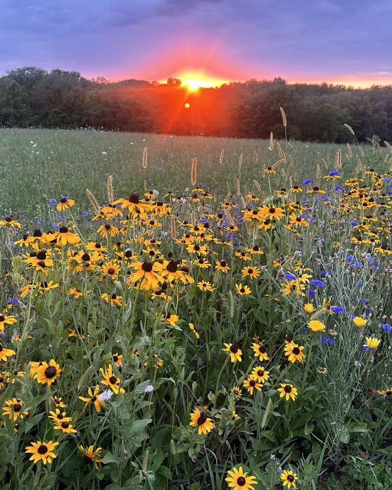 Deer-Defying Meadow Mix