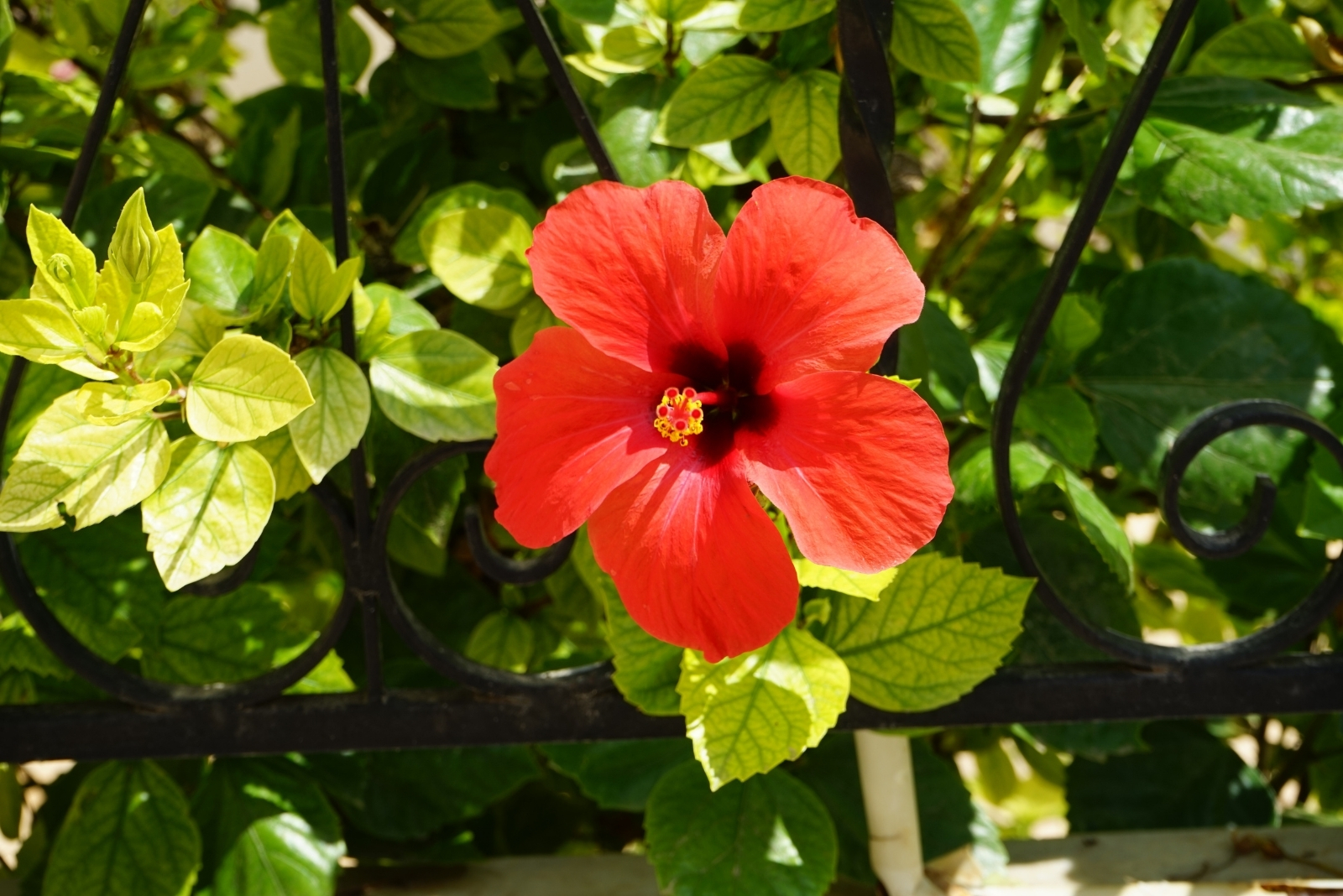 Hibiscus (featured image)