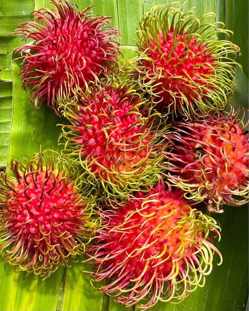 Rambutan