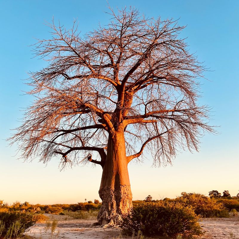 Baobab Tree