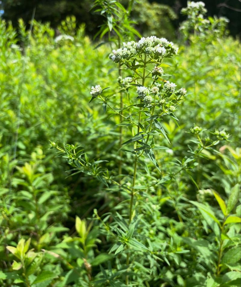 Culinary Herb Potential