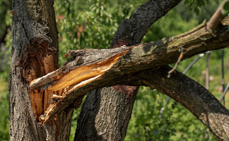 Dead Branches Dropping