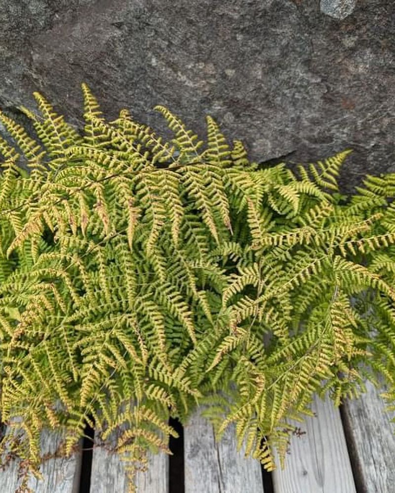 Alpine Lady Fern (Athyrium distentifolium)