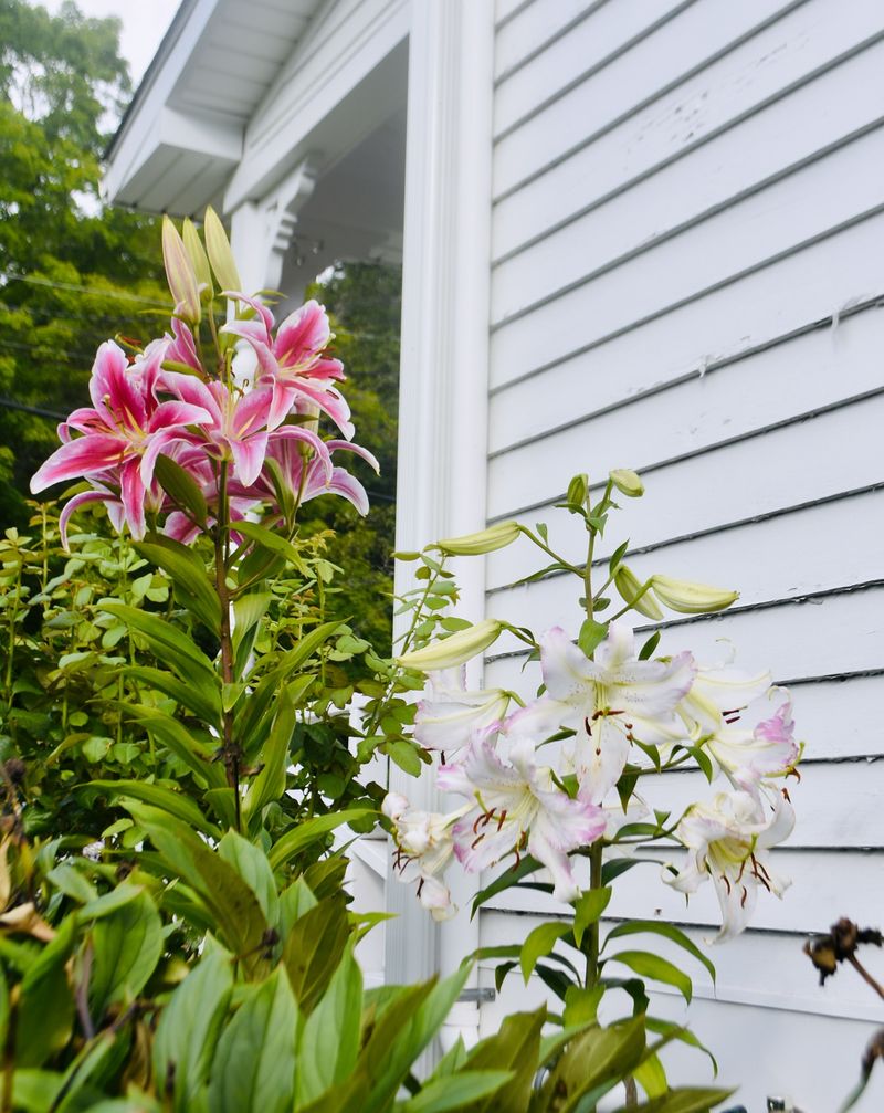 Lilies in the Limelight