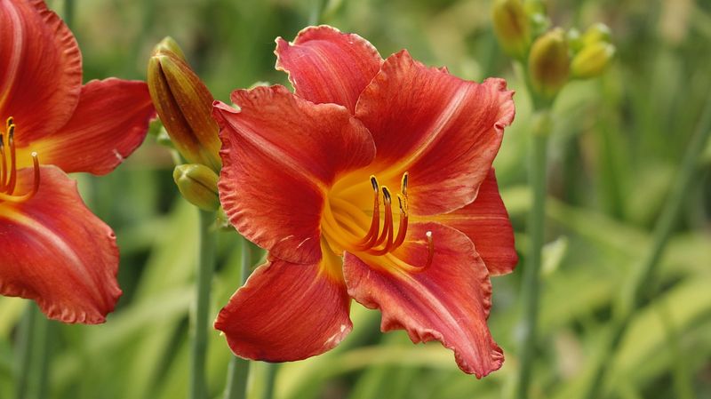 Daylilies