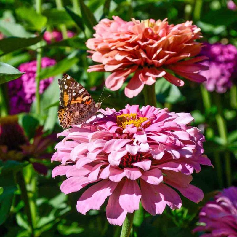 Zinnias