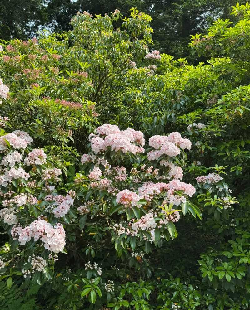 The Magnificent Lilac Collection Draws Thousands Each Spring