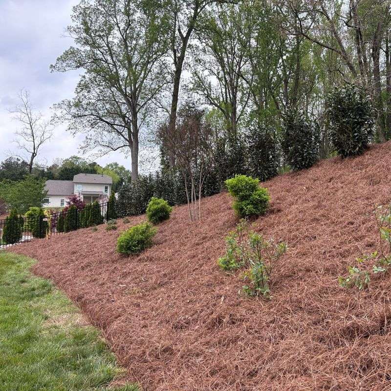 Pine Straw Mulch Layer