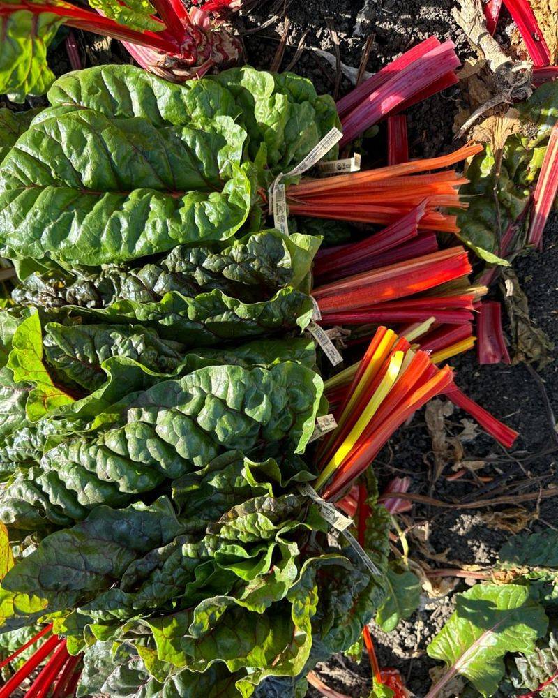 Rainbow Chard