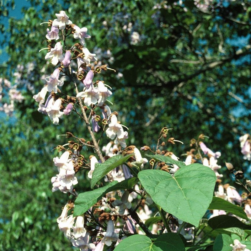 Catalpa Catastrophe