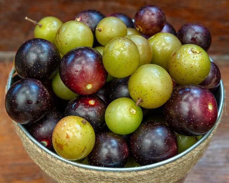 Muscadine Grapes