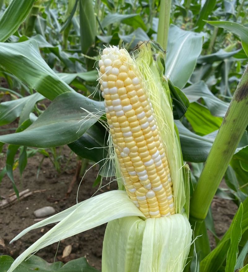 Sweet Corn